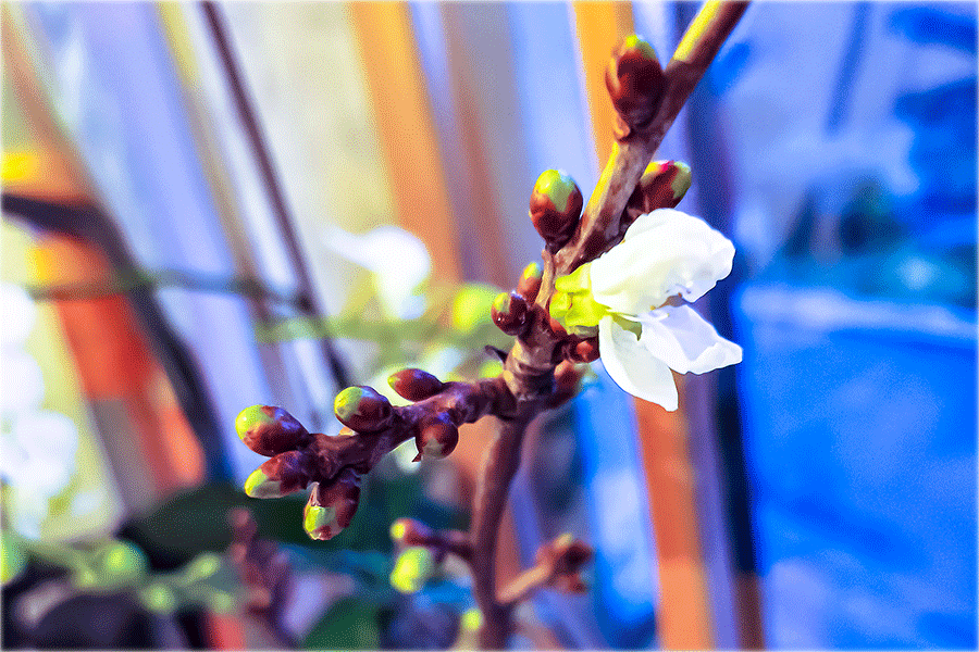 Unser Barbarazweig zeigt erste Blüte - Foto JoSt   2025